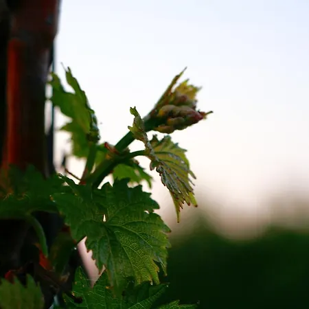 Gutshof Rebblute Bed & Breakfast