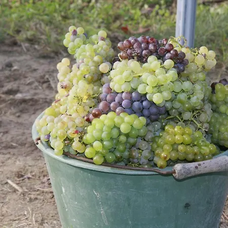 Gutshof Rebblute 3* Gau-Odernheim