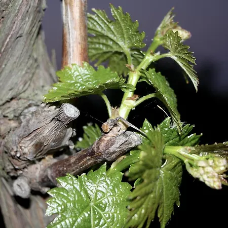 Gutshof Rebblute ベッド・アンド・ブレックファスト