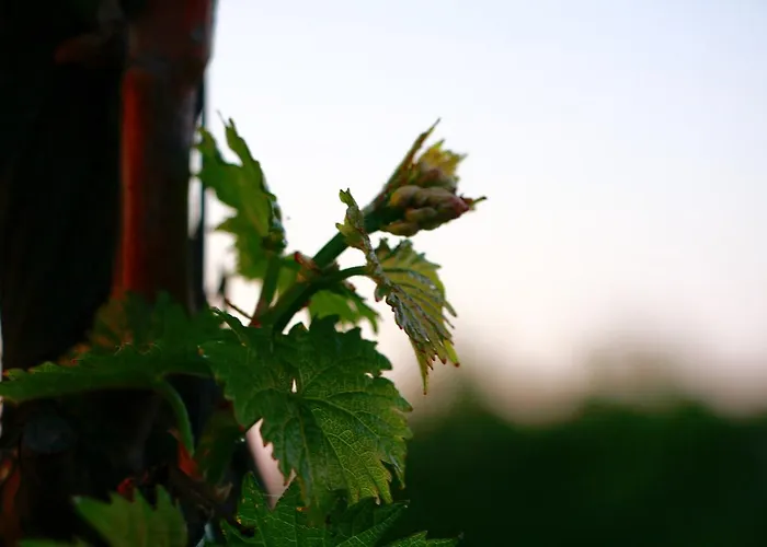 Gutshof Rebblute Bed & Breakfast