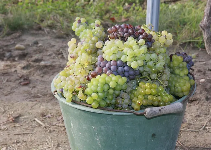 Gutshof Rebblute 3* Gau-Odernheim