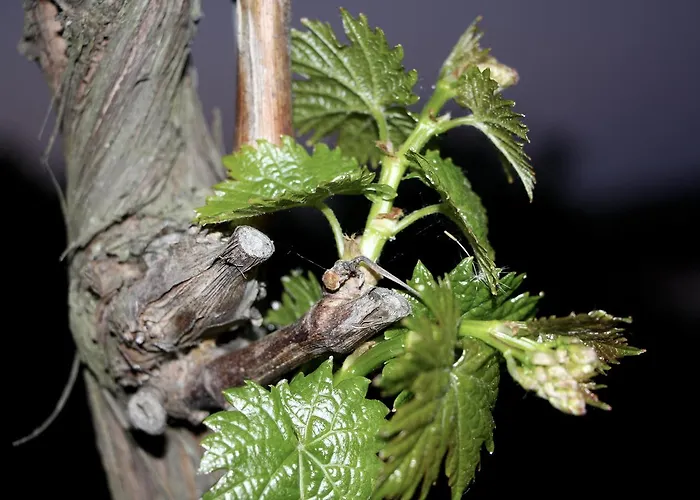 Gutshof Rebblute Bed & Breakfast