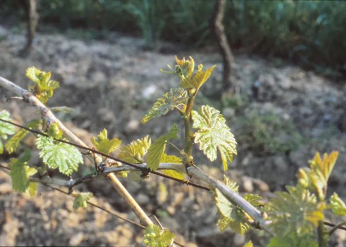 Gutshof Rebblute 3* Gau-Odernheim